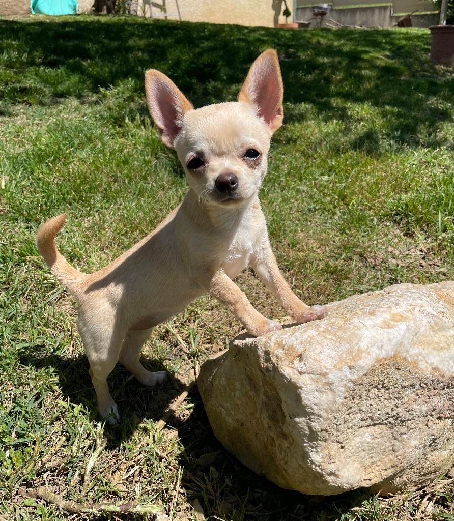 Des Merveilles D'Isia - Chiot disponible  - Chihuahua