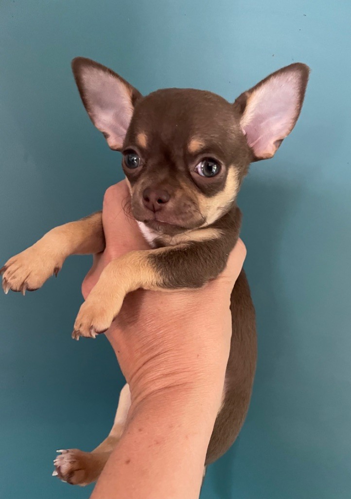 Des Merveilles D'Isia - Chiots disponibles - Chihuahua