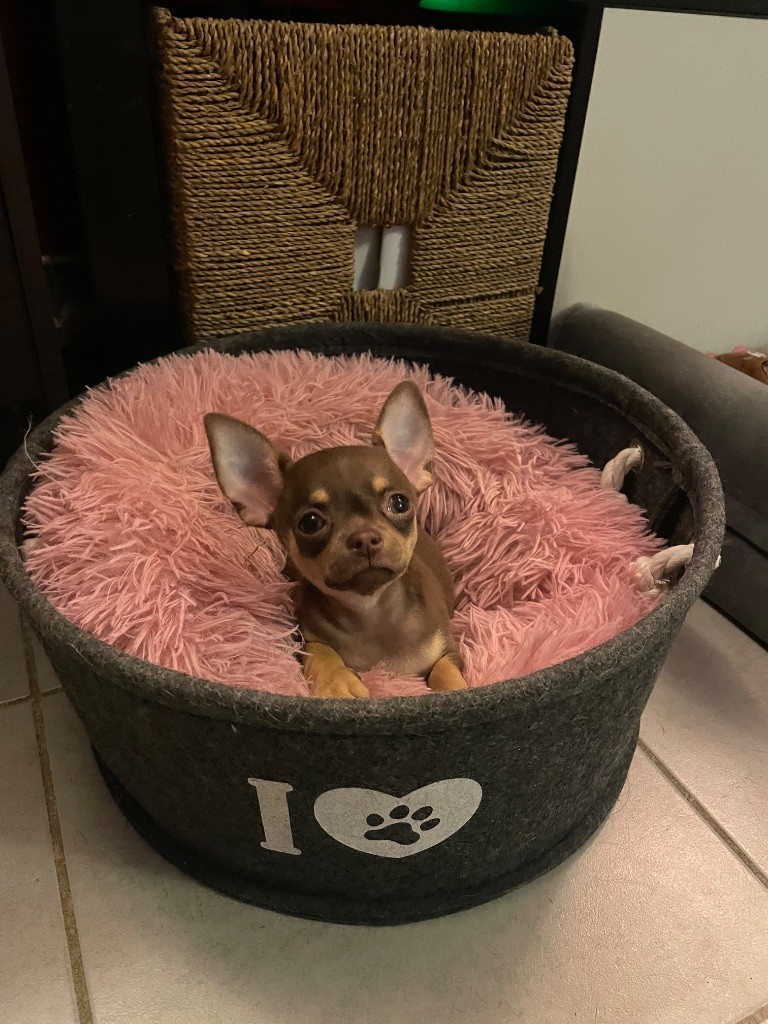 Des Merveilles D'Isia - Chiots disponibles - Chihuahua