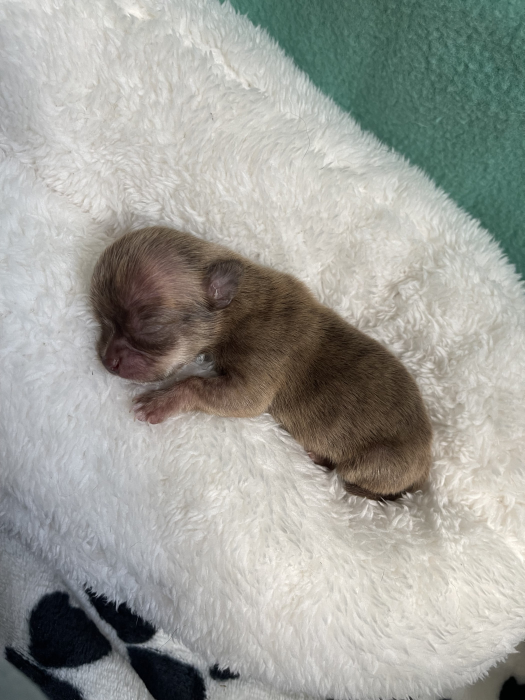 Des Merveilles D'Isia - Chiots disponibles - Chihuahua