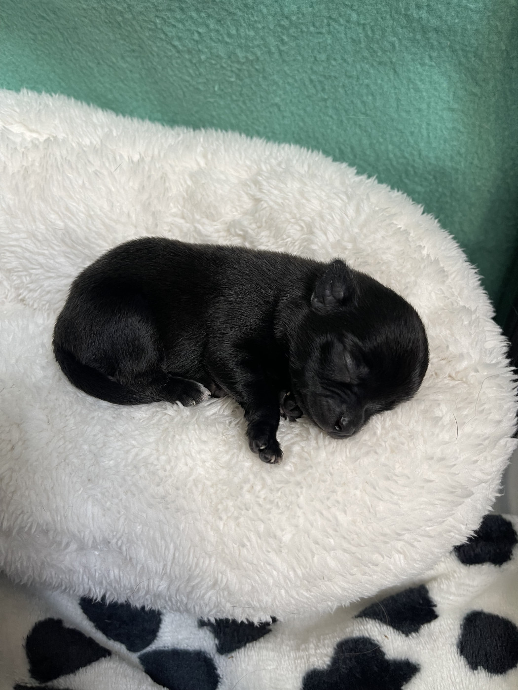 Des Merveilles D'Isia - Chiots disponibles - Chihuahua