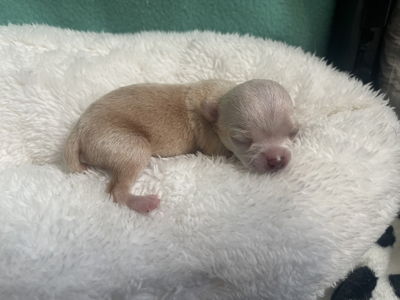 Des Merveilles D'Isia - Chiots disponibles - Chihuahua