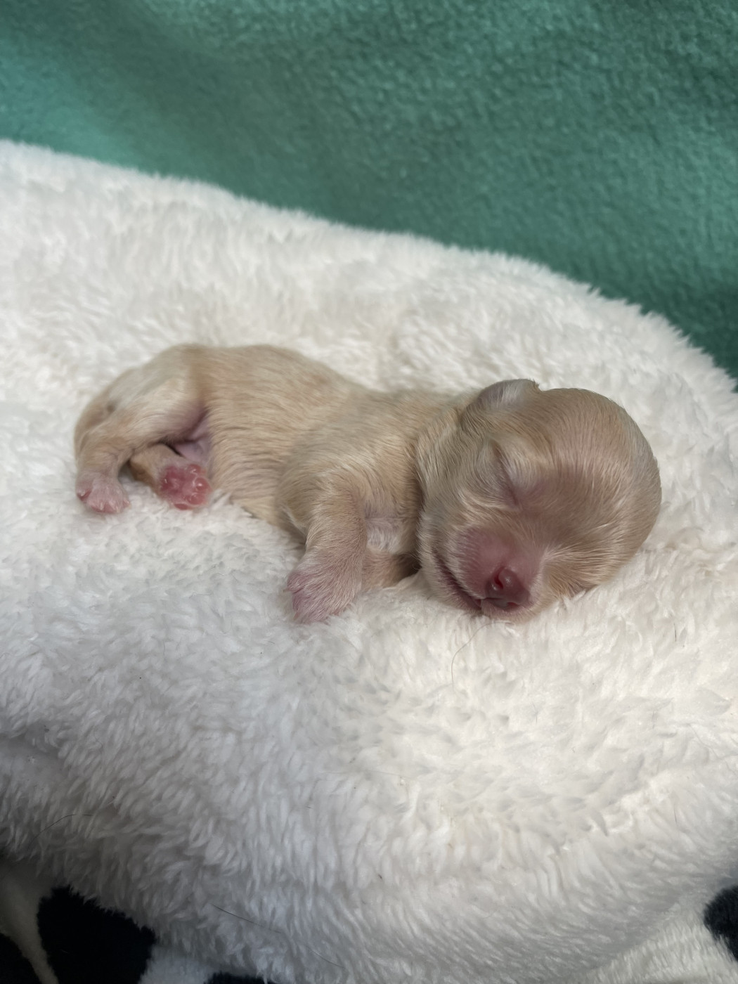 Des Merveilles D'Isia - Chiots disponibles - Chihuahua