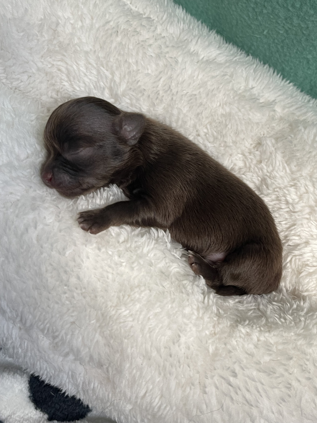 Des Merveilles D'Isia - Chiots disponibles - Chihuahua