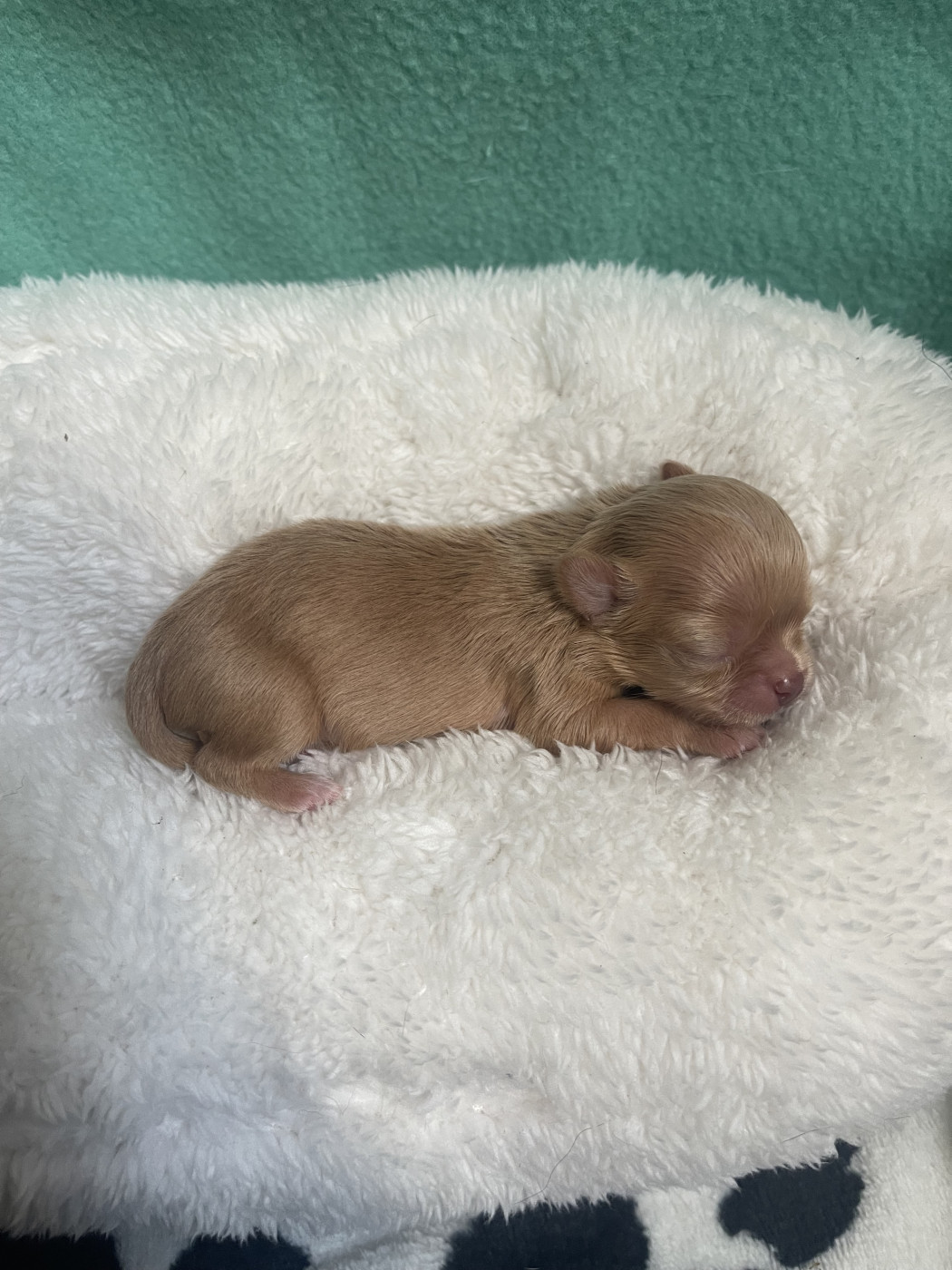 Des Merveilles D'Isia - Chiots disponibles - Chihuahua