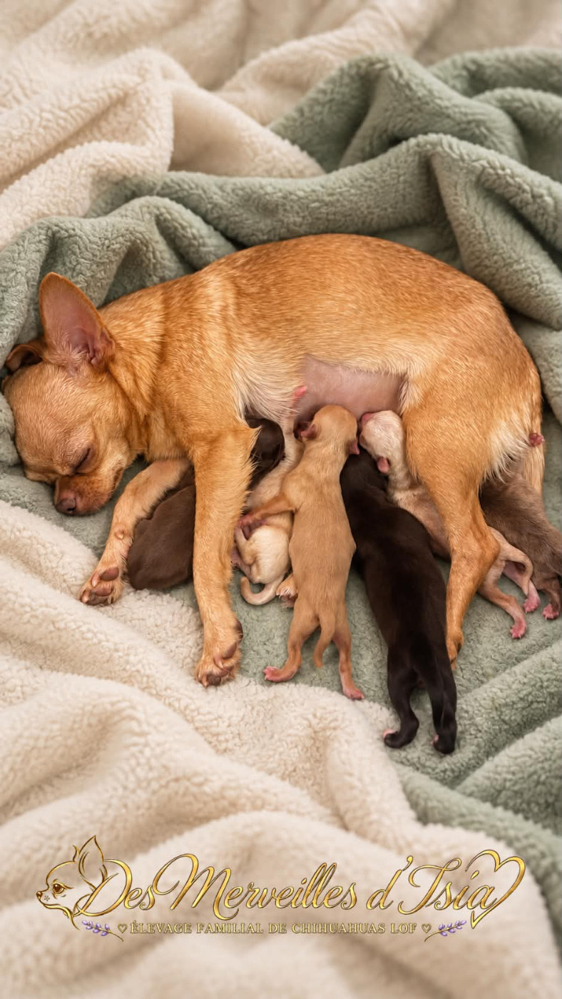 Chiot Chihuahua Des Merveilles D'Isia