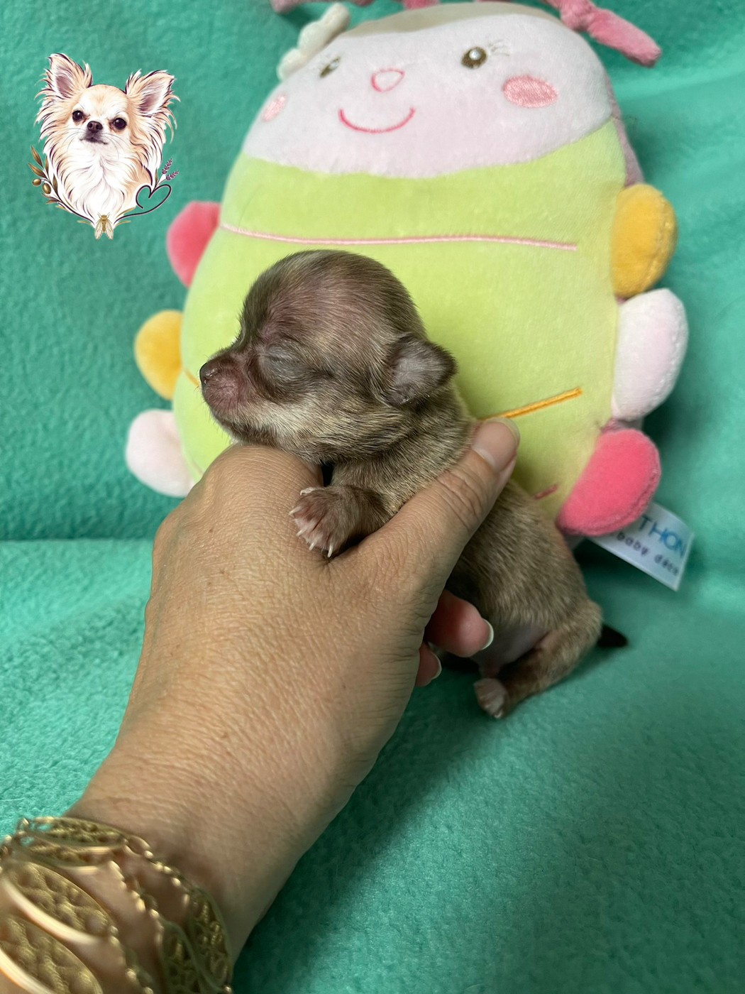 Des Merveilles D'Isia - Chiots disponibles - Chihuahua