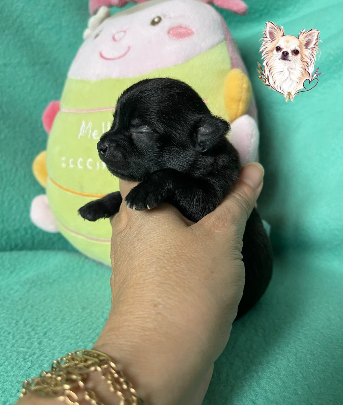 Des Merveilles D'Isia - Chiots disponibles - Chihuahua