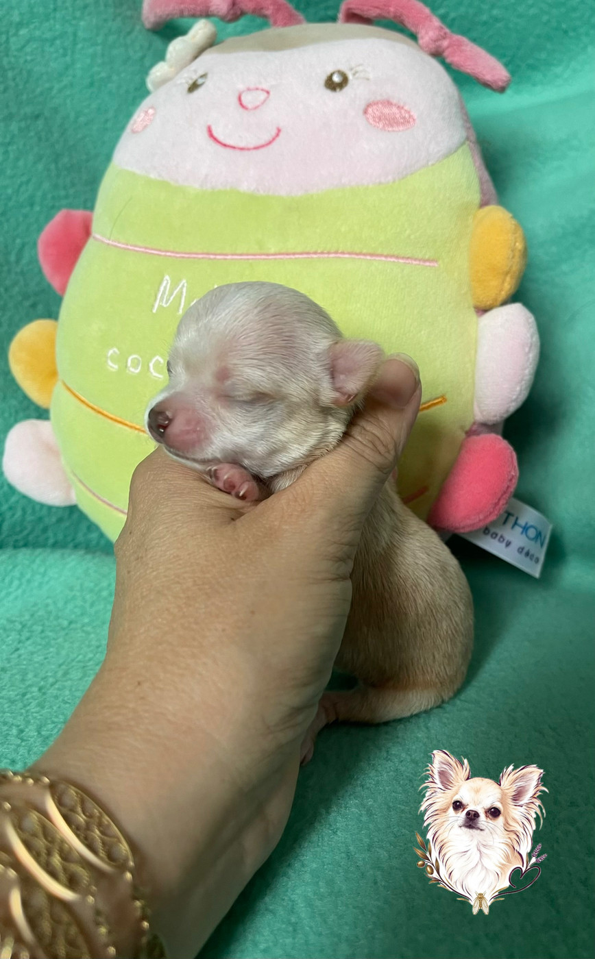 Des Merveilles D'Isia - Chiots disponibles - Chihuahua