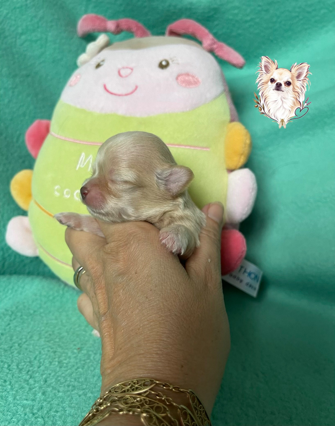 Des Merveilles D'Isia - Chiots disponibles - Chihuahua