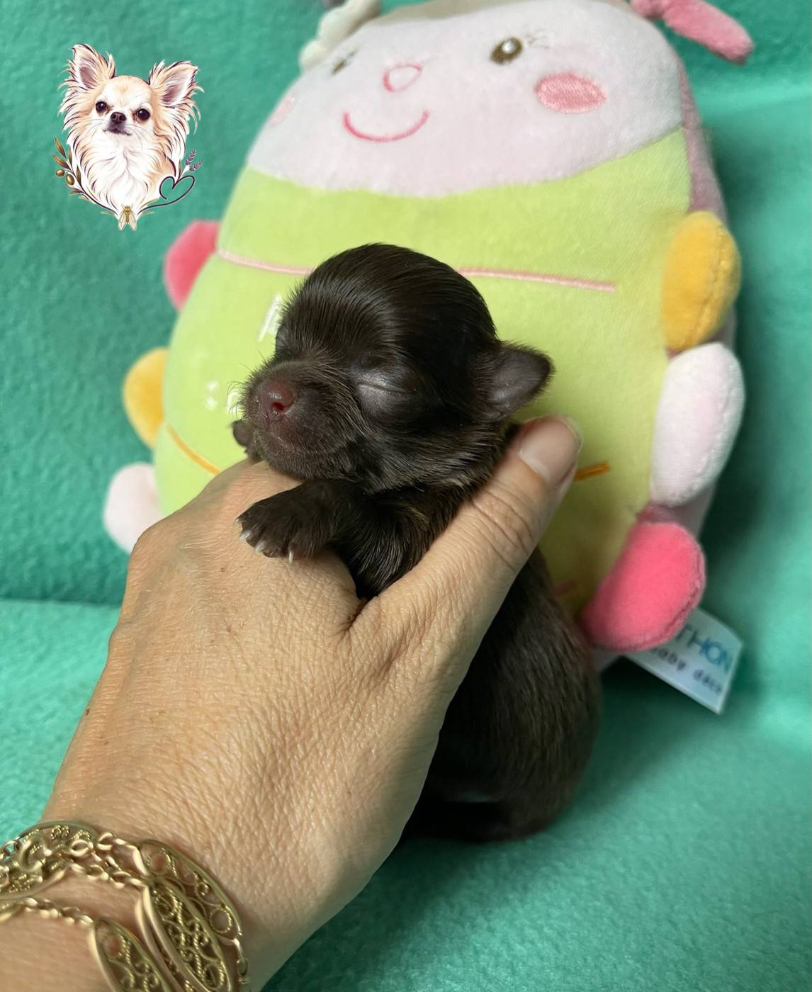 Des Merveilles D'Isia - Chiots disponibles - Chihuahua