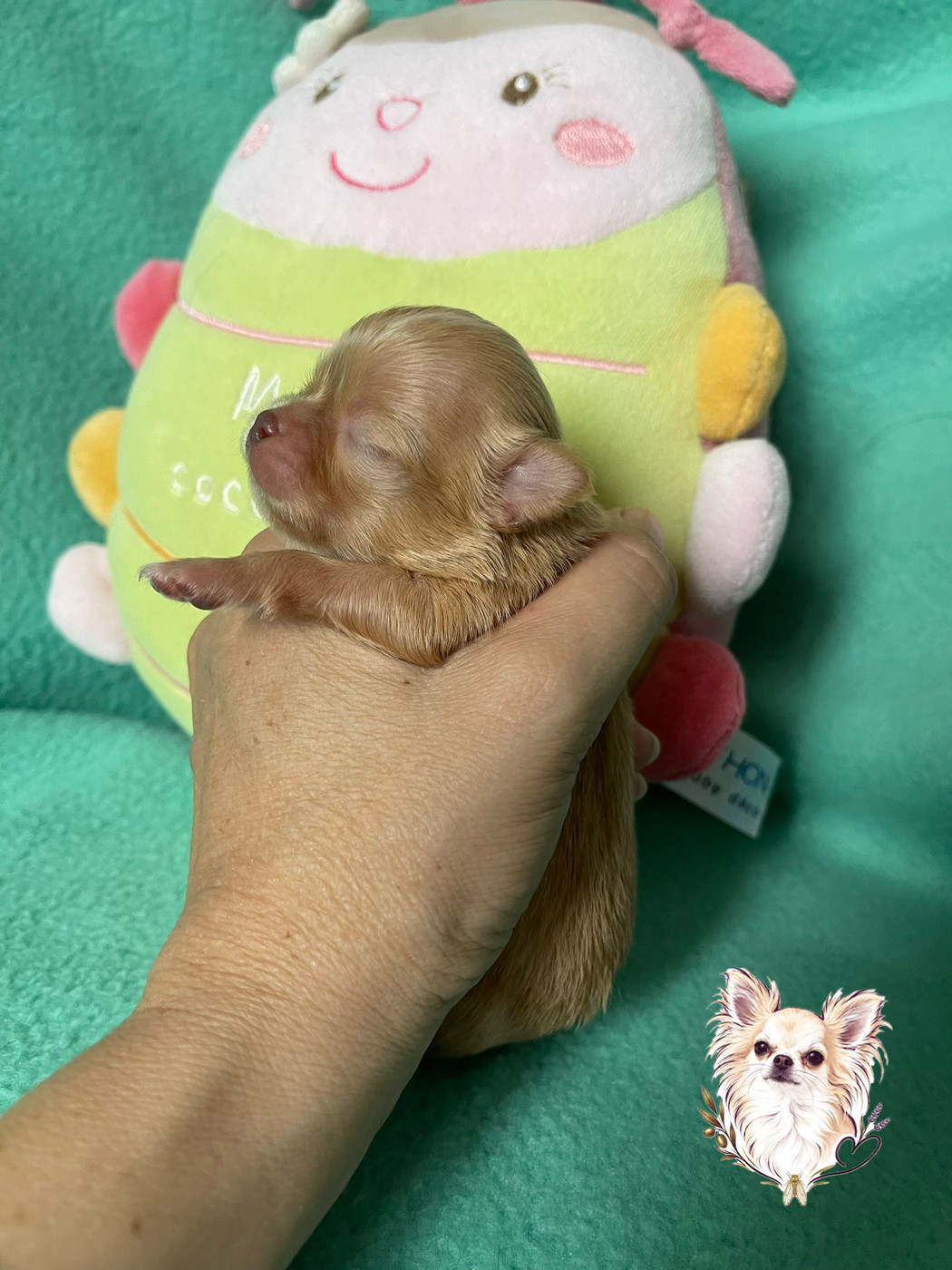 Des Merveilles D'Isia - Chiots disponibles - Chihuahua