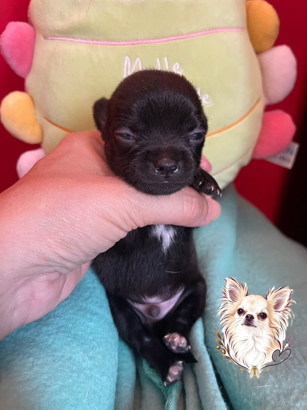 Des Merveilles D'Isia - Chiots disponibles - Chihuahua