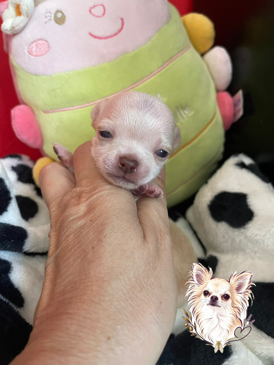 Des Merveilles D'Isia - Chiots disponibles - Chihuahua