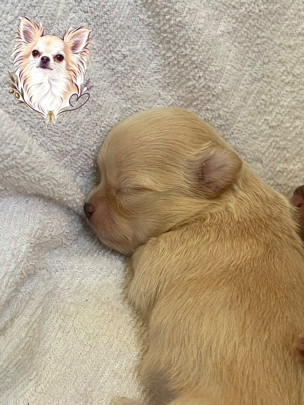 Des Merveilles D'Isia - Chiots disponibles - Chihuahua