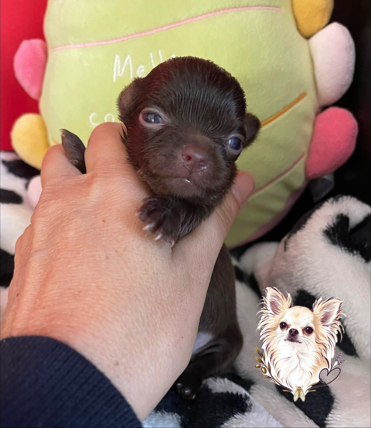 Des Merveilles D'Isia - Chiots disponibles - Chihuahua