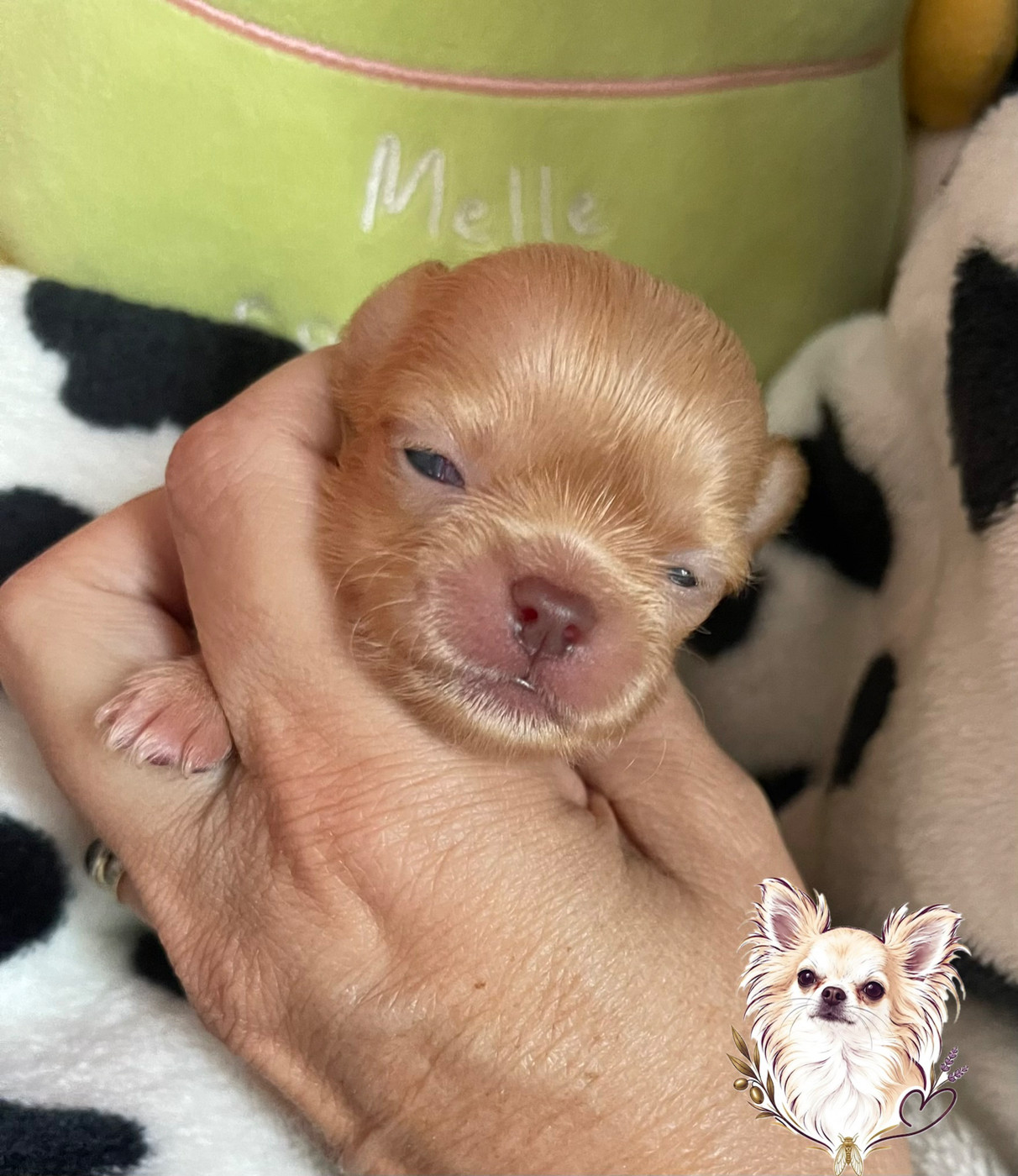 Des Merveilles D'Isia - Chiots disponibles - Chihuahua
