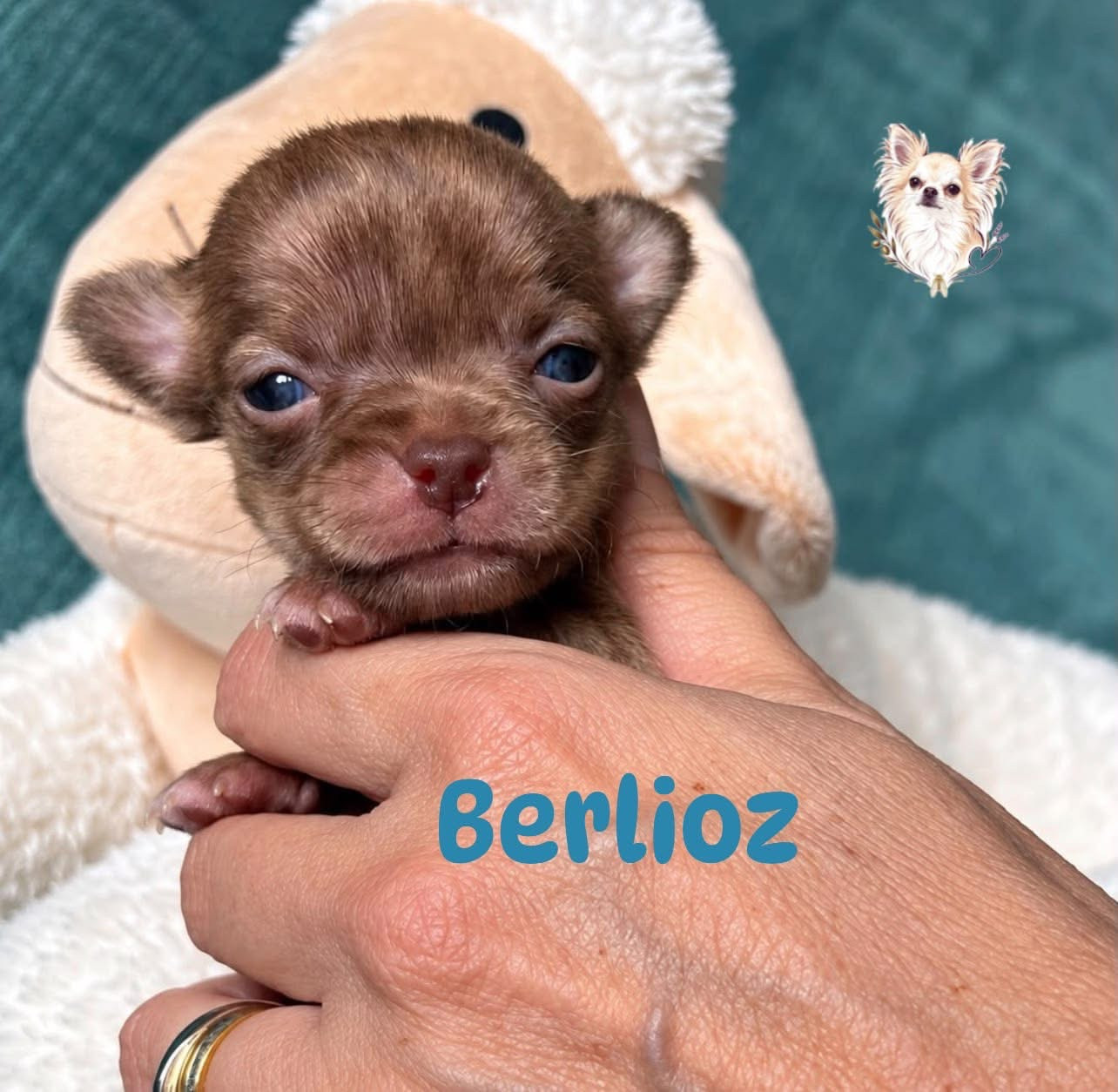 Des Merveilles D'Isia - Chiots disponibles - Chihuahua