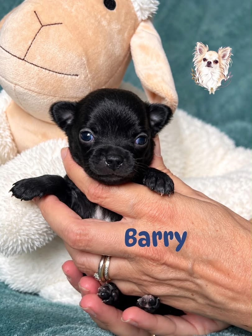 Des Merveilles D'Isia - Chiots disponibles - Chihuahua