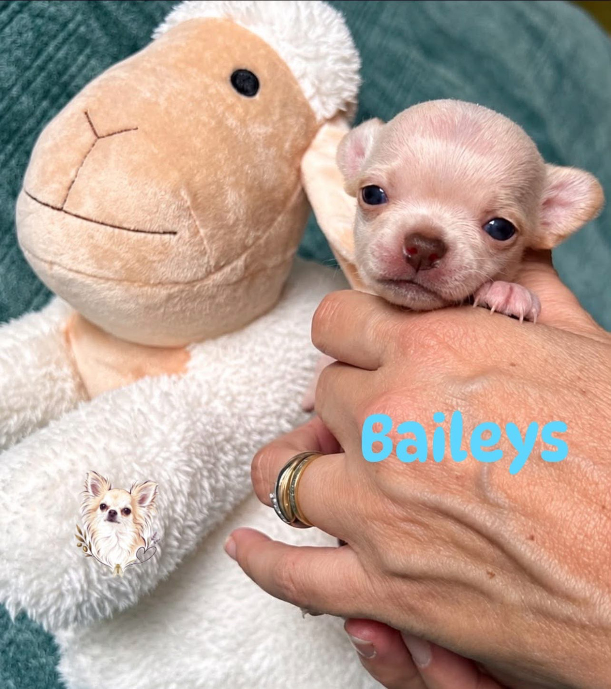 Des Merveilles D'Isia - Chiots disponibles - Chihuahua