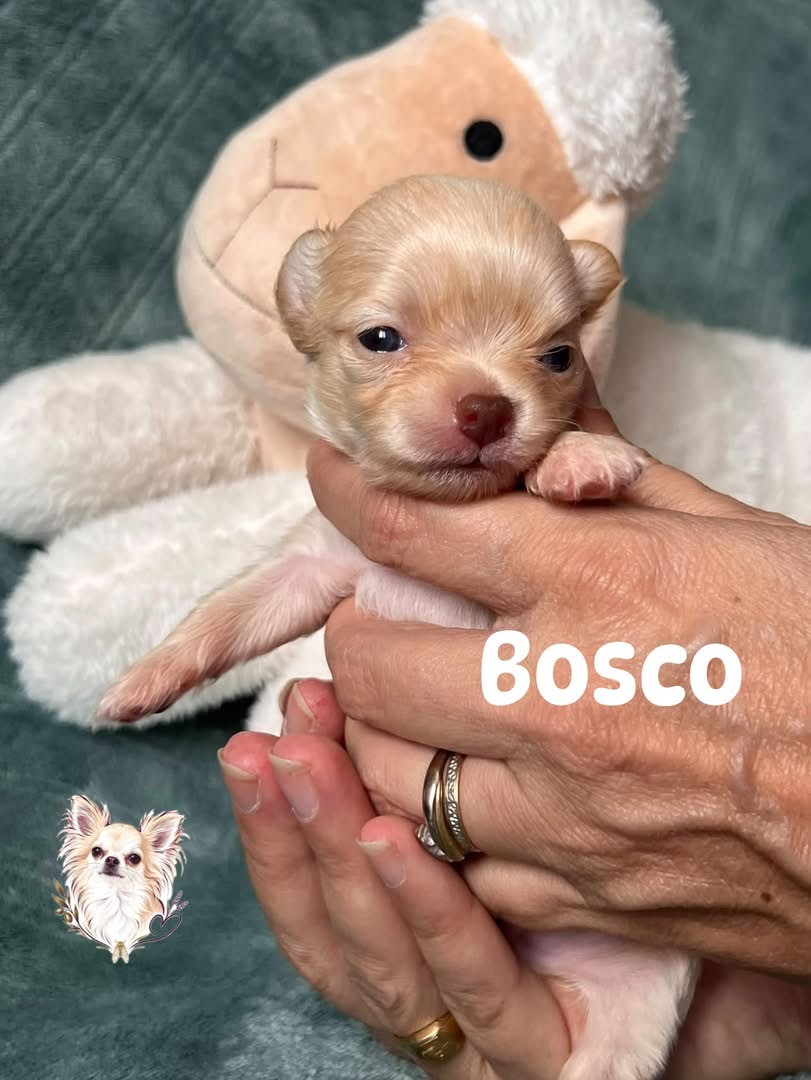 Des Merveilles D'Isia - Chiots disponibles - Chihuahua