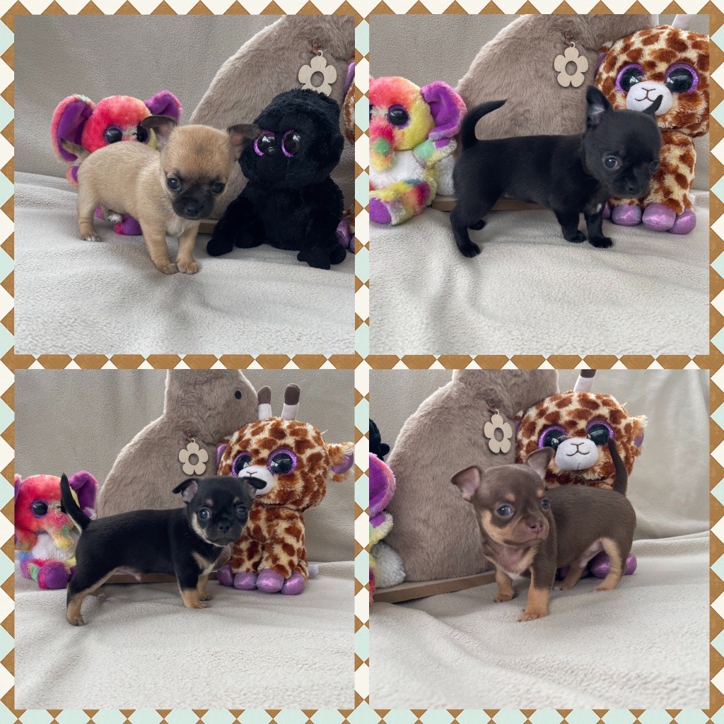 Chiot Chihuahua Des Merveilles D'Isia