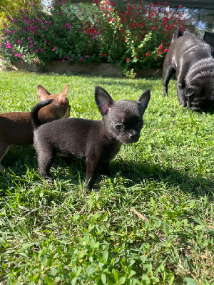 Ava