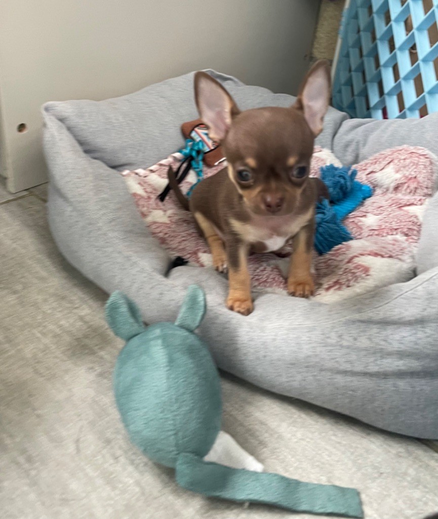 Chiot Chihuahua Des Merveilles D'Isia